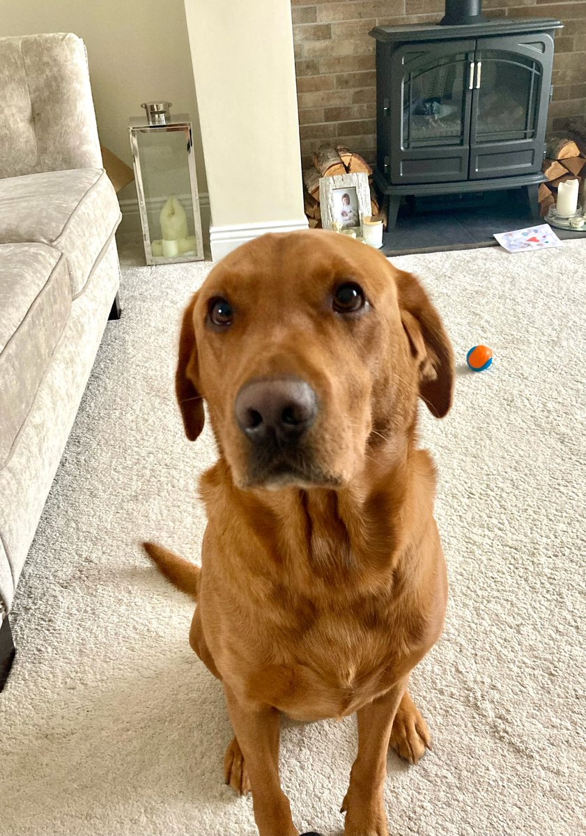 FayeEwoods's tweet photo. @FarnworthYear2 Hi Mrs Anthony, Orla wanted to show you pictures of her dog Simba 🦁🧡. He is a 3 year old red fox Labrador. https://t.co/cBiTo90F6Y