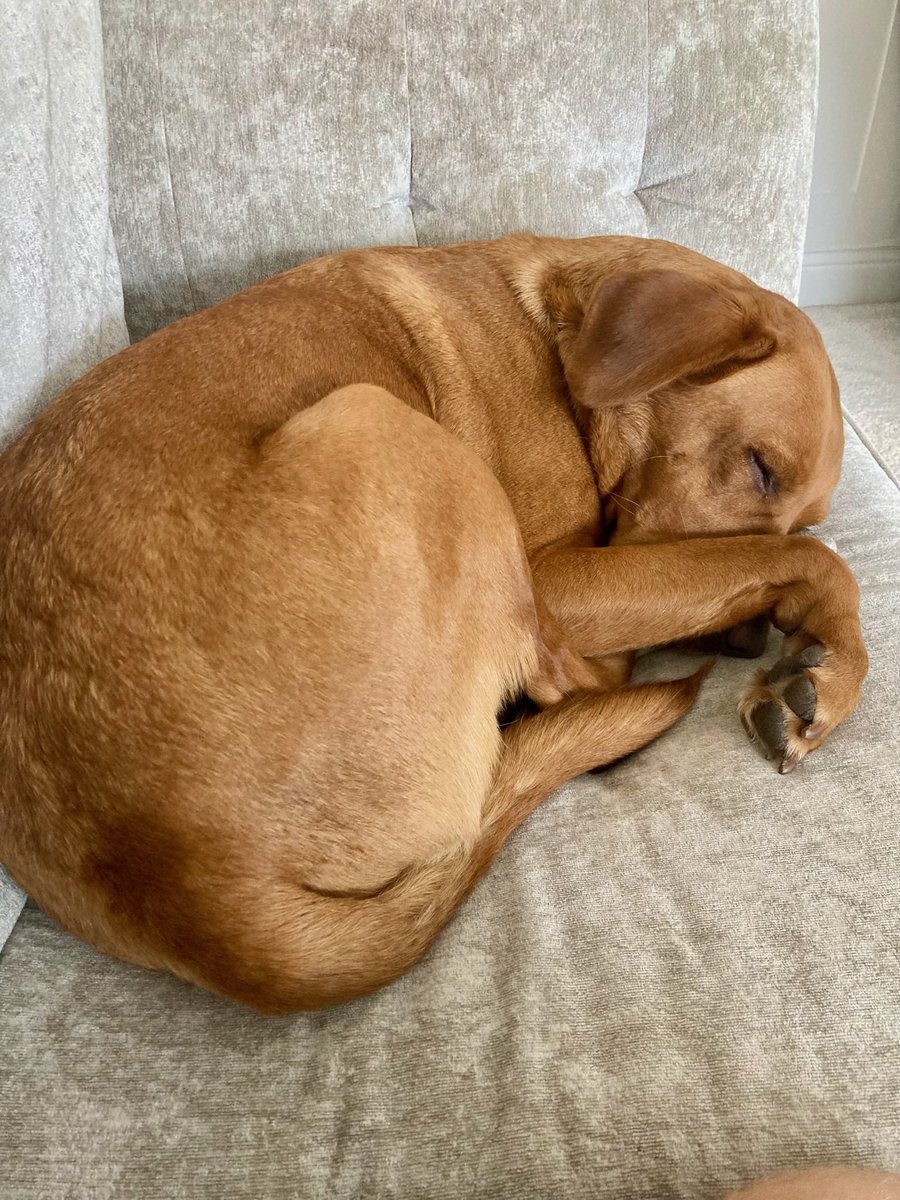 FayeEwoods's tweet photo. @FarnworthYear2 Hi Mrs Anthony, Orla wanted to show you pictures of her dog Simba 🦁🧡. He is a 3 year old red fox Labrador. https://t.co/cBiTo90F6Y