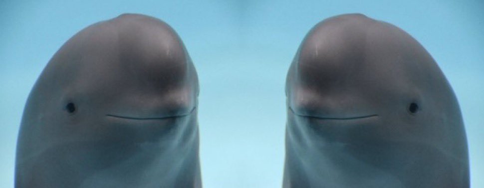 Theodore Press (he/him) tweet media