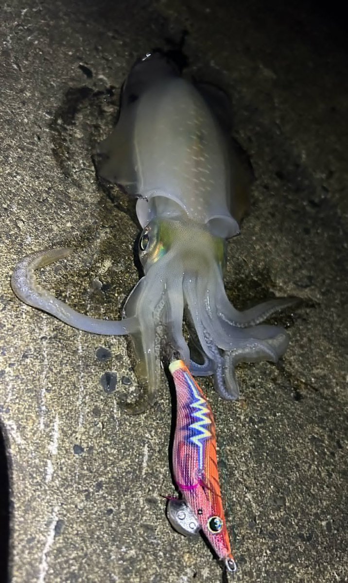 ShellUEJF's tweet image. 長い戦いだった…笑無事釣れてよかった👏🏻