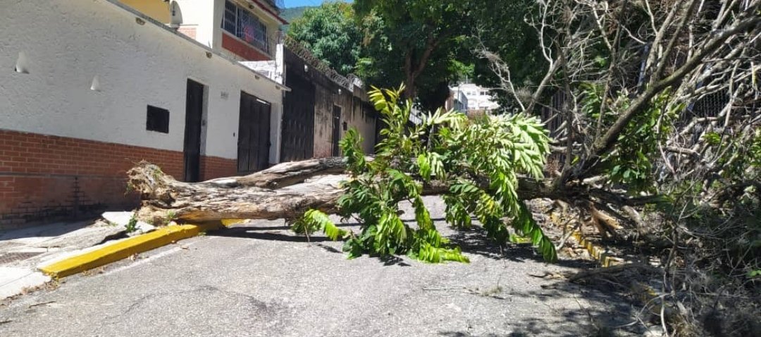 maryjulyg's tweet photo. La comunidad d la Av Paramaconi d la PQ San Bernardino denuncia q hace 1 hora se cayó un árbol seco el llamado @AlcaldiaDCcs @corpocapitalgdc  para q atiendan el problema #soluciones #paz #buenvivir @goyocaribash https://t.co/WAuSvlgOOF
