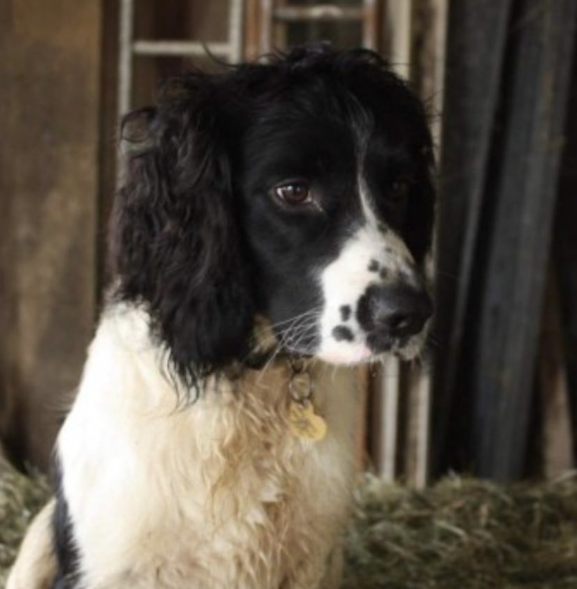 rosieDoc2's tweet photo. #SpanielHour
BUDDY #Stolen A VERY SHY BOY - you can see by the photo - he will be so scared away from his family
Male/adult Blk&wh #ESS 26/12/23 BOXING DAY ๐
#Yelverton #DARTMOOR #DEVON #PL20
Where is he?
https://t.co/eDzl8LdNnn
@RachaelB100 @The_Animal_Team @BitofDecorum https://t.co/WVp67Hez3p