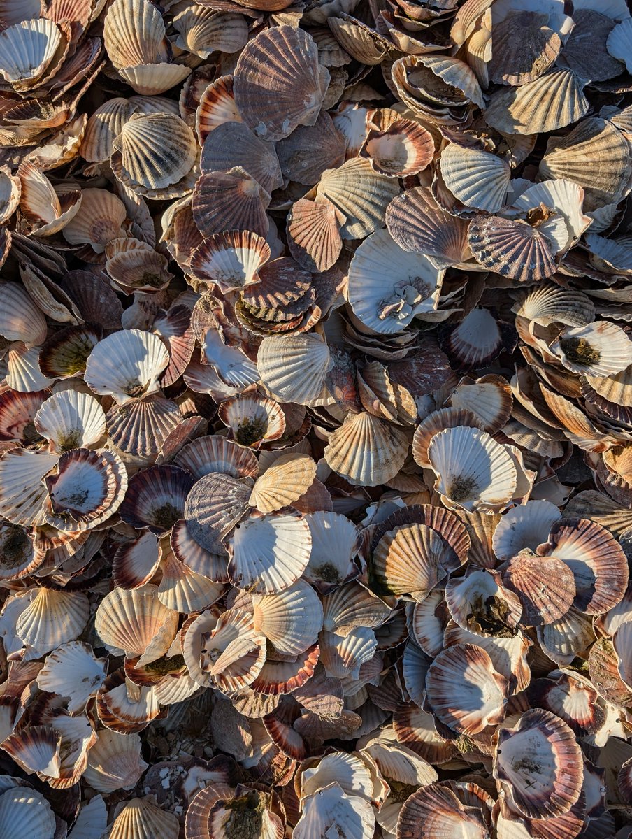 1DavidElston's tweet photo. Sometimes the most memorable finds on my botanical recording trips are not plants. This pile of scallop shells came as a complete surprise near Longside, North Aberdeenshire, today. Presumably left overs from the shellfish industry being put to good use by an enterprising farmer. https://t.co/aKldcgODQ1