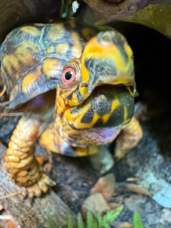 Happy Hump Day, and keep being turtley awesome!

One of our famous turtle ambassadors is showing us how to glide through the rest of the week, nice and easy.🐢