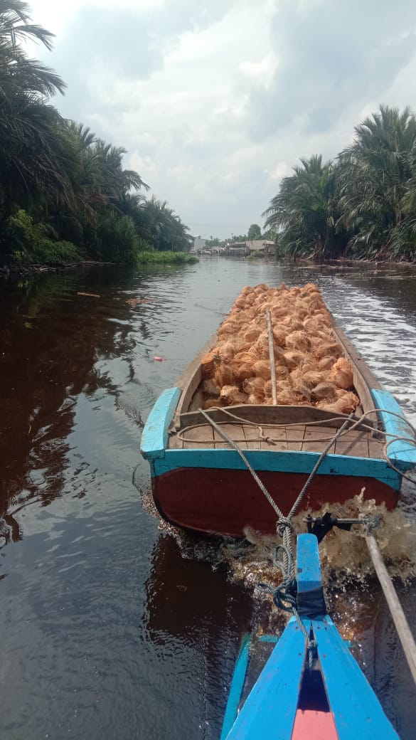 rinaldy_rinald's tweet photo. kelapa jambul tembilahan spek abc https://t.co/uNRRBOte24