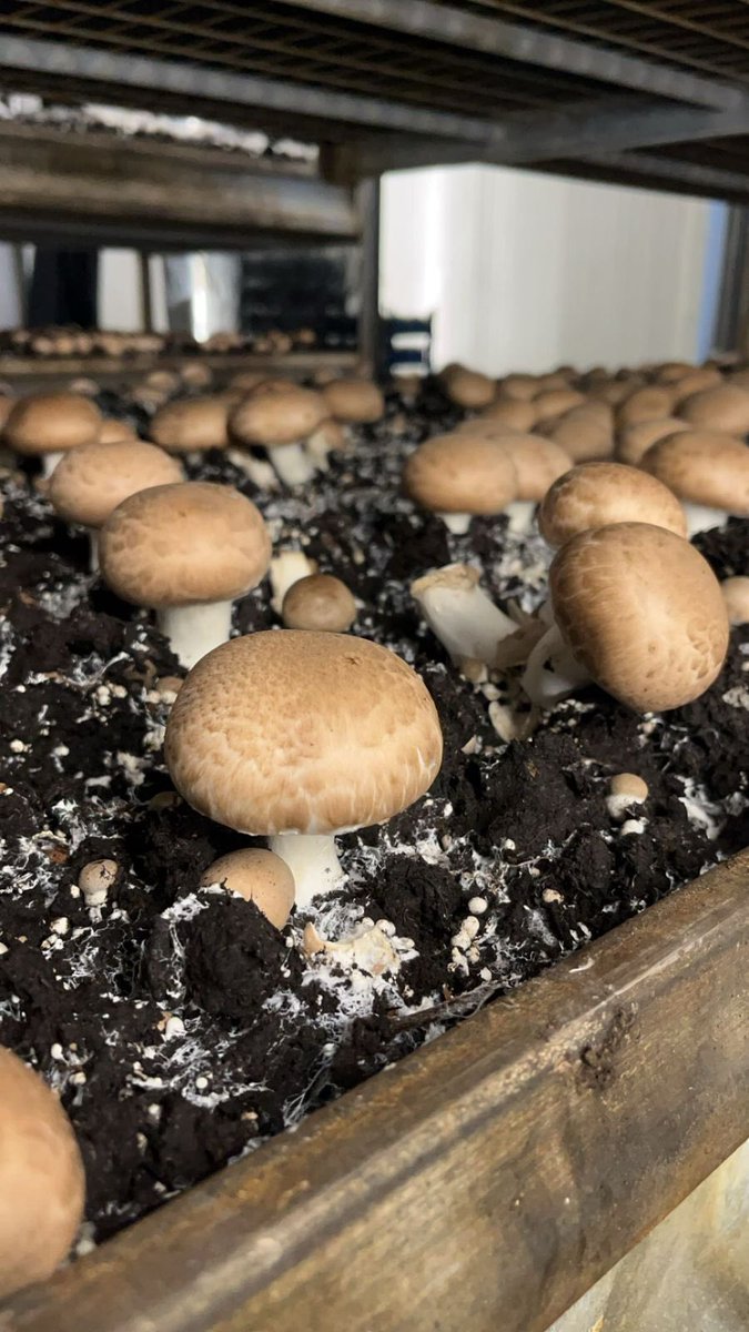 DepOfBiology's tweet photo. ✨رحلات ميدانية✨

انطلقت بيوم الثلاثاء 1-10-2024 رحلة علمية لمزارع التقى لزراعة واكثار المشروم وذلك ضمن أنشطة مقرر علم الفطريات لطالبات مسار الميكروبيولوجي بقسم الاحياء بكلية العلوم.
بلغ عدد الطالبات 23 طالبة برفقة أساتذة المقرر د.اميرة العبدالعال، د.عيدة الخالدي. https://t.co/fI6WUis1BV