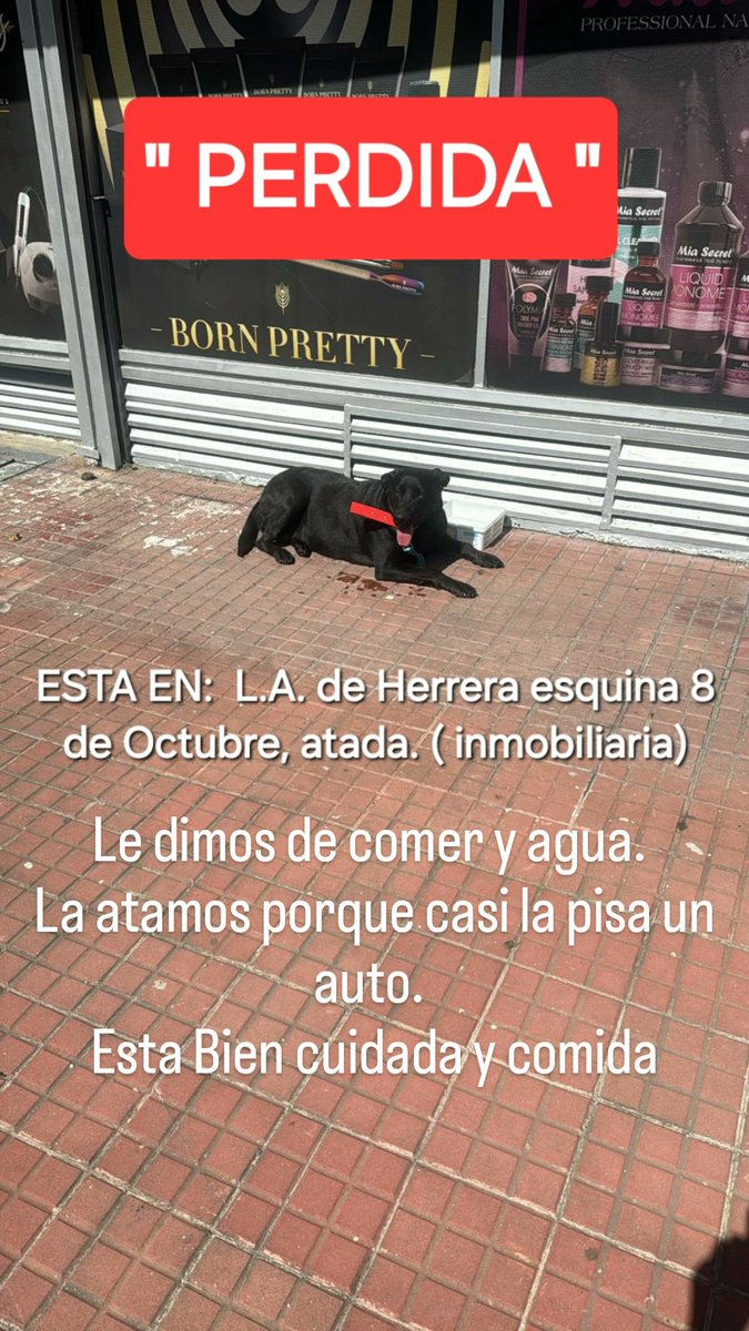 🔴🔴🔴 Perrita Perdida!!!