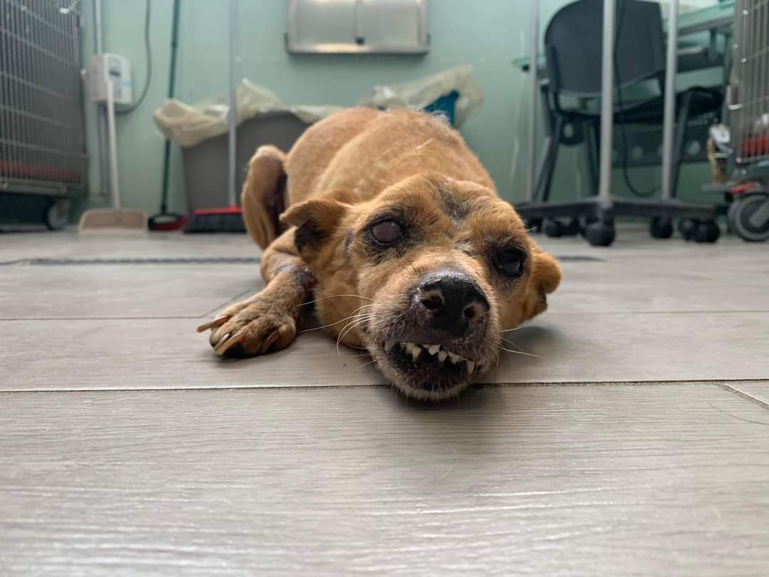 Smigol 💔 È cieco e ha la leishmania, ma risponde molto bene alla terapia. Accalappiato sul territorio in condizioni pietose, cieco, rachitico, ferito nel corpo e nell’anima. Entra nel canile convenzionato, uno scricciolo di appena 6kg… cieco!
Per info 329-4092406 solo whatsapp