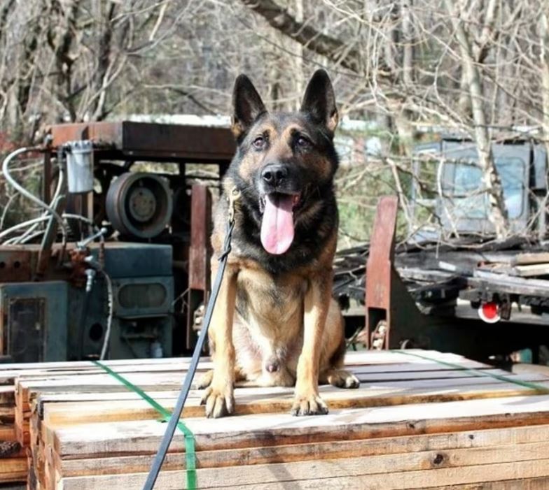 BrianEntin's tweet image. K-9 Scotty with the Erwin, Tennessee Police Department.