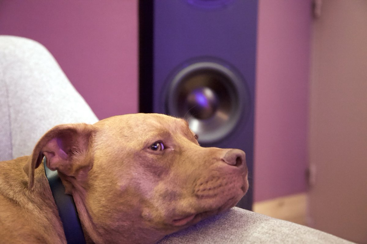 For some time now, a new assistant has been lurking in the halls of QDS. Introducing Boogie, the studio’s sharpest ears, who checks every take, every mix, every note with the utmost precision: since joining the team, he’s the one who approves the final result!