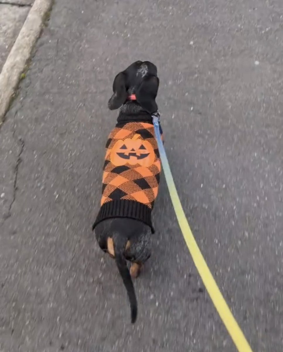 You know Halloween starts now! 🎃