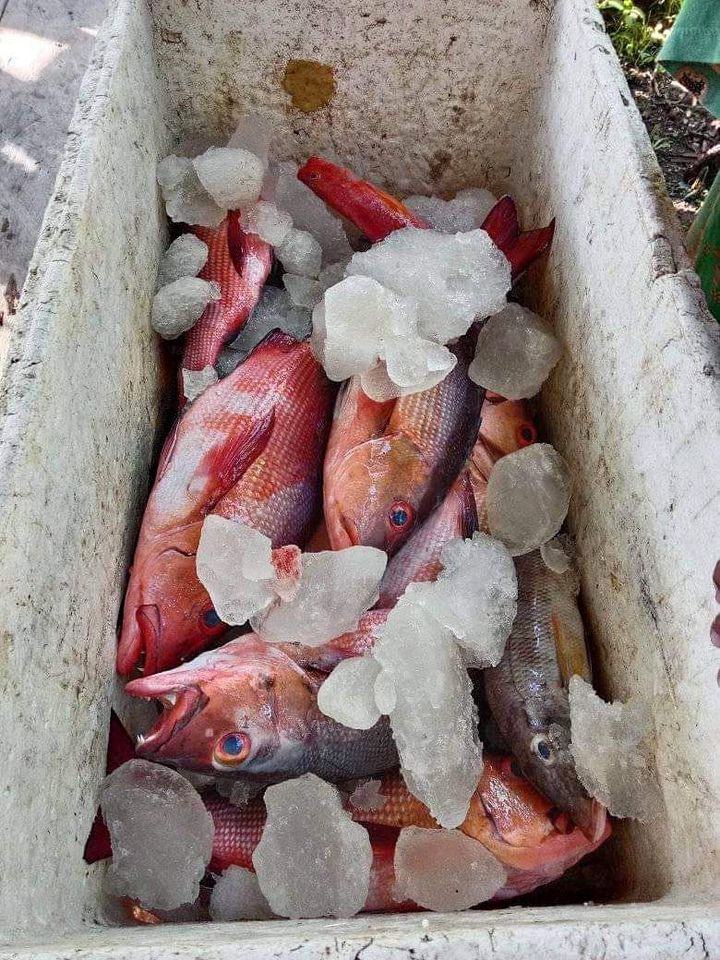 DevandaOkto's tweet photo. Rabu(10/09), Otto Devanda, Luhkan Kota Sorong, melaporkan hasil tangkapan ikan Kel. Saoka, September 2024, Harga Jual Rp 50.000-60.000/Kg. #GiatLuhkanSatminkalAmbon #Kotasorong #tangkap https://t.co/e0On0fFl5Q