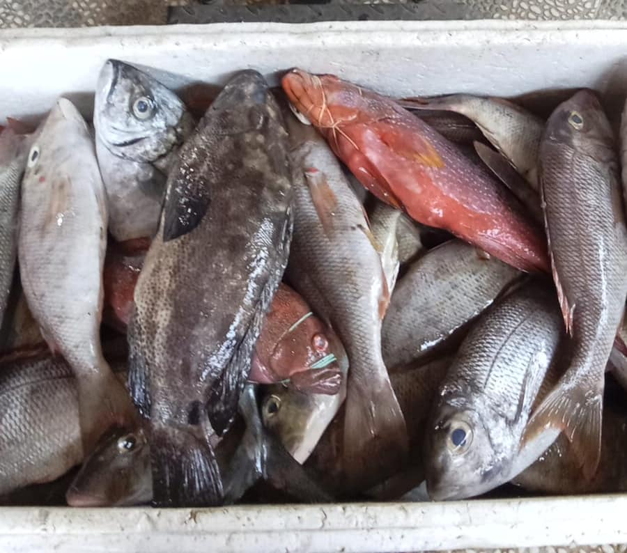 DevandaOkto's tweet photo. Rabu(10/07), Otto Devanda, Luhkan Kota Sorong, melaporkan hasil tangkapan ikan Kel. Saoka, Juli 2024, Harga Jual Rp 50.000-60.000/Kg. #GiatLuhkanSatminkalAmbon #Kotasorong #tangkap https://t.co/wZep1ux3a8