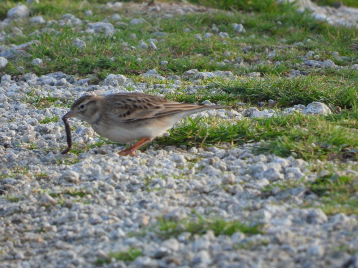 lundybirds's tweet photo. Just been sent more photos of the Short-toed Lark taken by Neil Barnes yesterday evening. The bird has really settled in to island life, feeding well and preening along the track near Pondsbury and Halfway Wall https://t.co/1i9jItLYzo