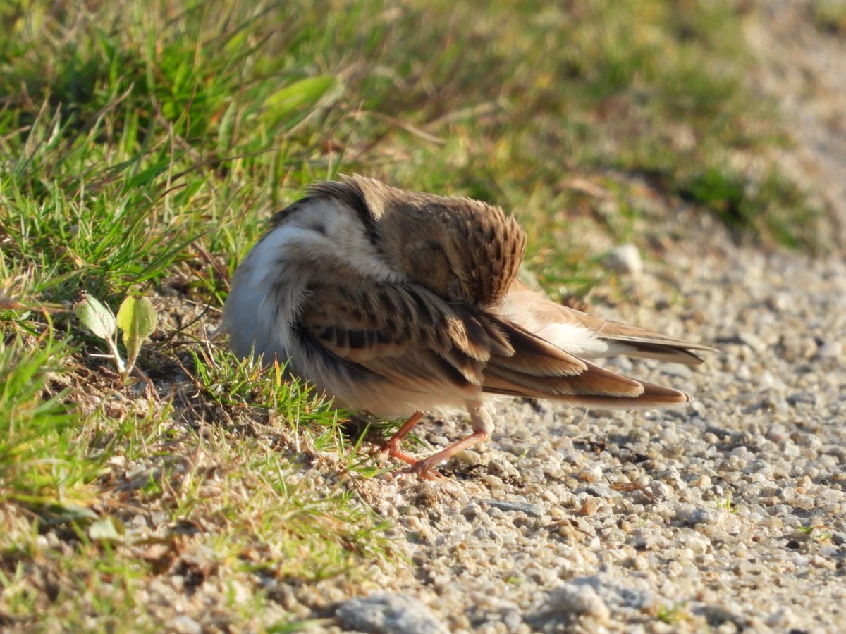 Just been sent more photos of the Short-toed Lark taken by Neil Barnes yesterday evening. The bird has really settled in to island life, feeding well and preening along the track near Pondsbury and Halfway Wall