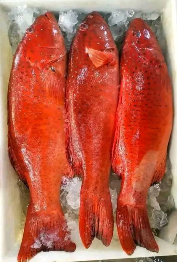 DevandaOkto's tweet photo. Senin(20/08), Otto Devanda, Luhkan Kota Sorong, melaporkan hasil tangkapan ikan Kel. Tampa Garam, Agustus 2024, Harga Jual Rp 50.000-60.000/Kg. #GiatLuhkanSatminkalAmbon #Kotasorong #tangkap https://t.co/u4FE7ivI5K