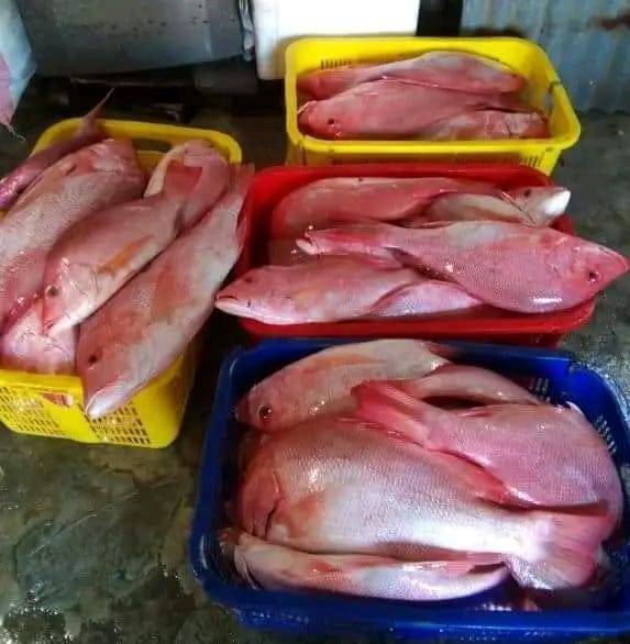 DevandaOkto's tweet photo. Senin(20/08), Otto Devanda, Luhkan Kota Sorong, melaporkan hasil tangkapan ikan Kel. Tampa Garam, Agustus 2024, Harga Jual Rp 50.000-60.000/Kg. #GiatLuhkanSatminkalAmbon #Kotasorong #tangkap https://t.co/u4FE7ivI5K