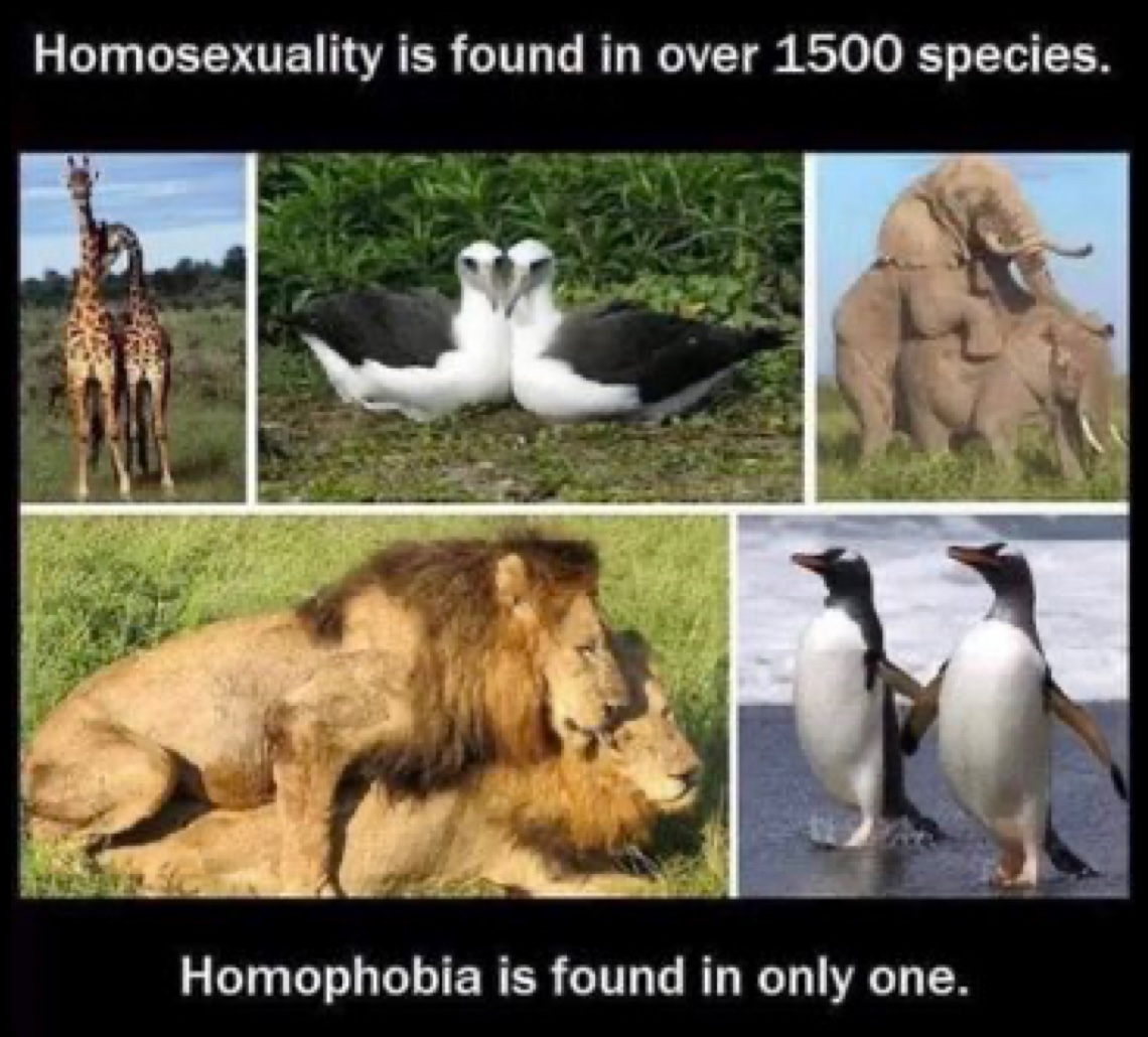 darwintojesus's tweet photo. Know what else we find in the animal kingdom?

•rape
•killing
•stealing
•tribalism
•infanticide
•cannibalism

Guess we better normalize all this too right? https://t.co/YtxGOgAFoU