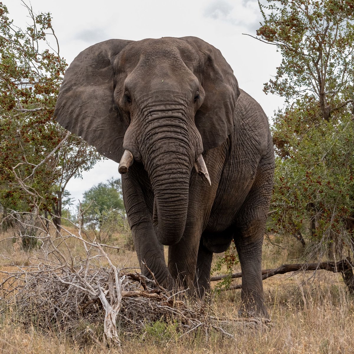 janhandersen's tweet photo. This is the moment where you should back off. Right now. Kruger National Park, South Africa https://t.co/finAaxpo2i