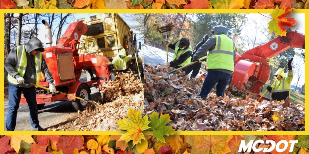 MCDOTNow's tweet image. 🍂New🍂
The 2024 @MontgomeryCoMD Vacuum Leaf Collection Program will begin in early November.  
To view the collection schedule, please click here ▶️tinyurl.com/4tanvwp3
@MontCoExec @MoCoCouncilMD #fallleaves #raking #collection #montgomerycountymd #silverspringmd #bethesdamd