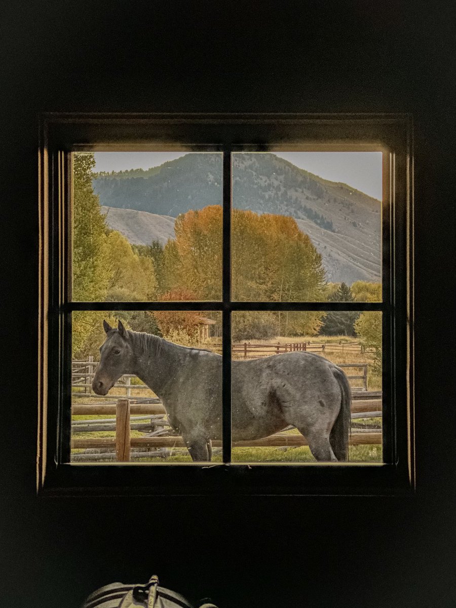 Saying good morning to “Beauty” Loving Jackson Hole. Might have to move here.