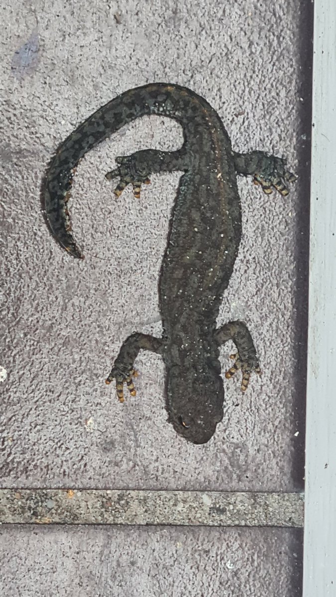 Vanmorgen een bijzondere gast op de buitendrempel van de achter deur. Ik kende hem niet, maar blijkt een Alpenwatersalamander te zijn. Na een poosje verder gegaan.😃 @stadsecoloog320 <a href="/NatuurenMilieu/">Natuur & Milieu</a> <a href="/OmroepFlevoland/">Omroep Flevoland</a> <a href="/flevolandschap/">Het Flevo-landschap</a> #alpenwatersalamander