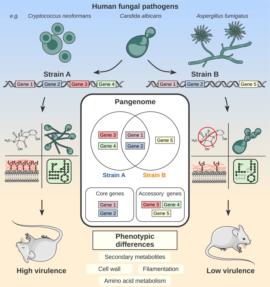 jlsteenwyk's tweet image. &quot;Unraveling the #genomic diversity and virulence of human #fungal pathogens through #pangenomics&quot; from the @AmeliaBarberPhD lab

#fungi #science #bio