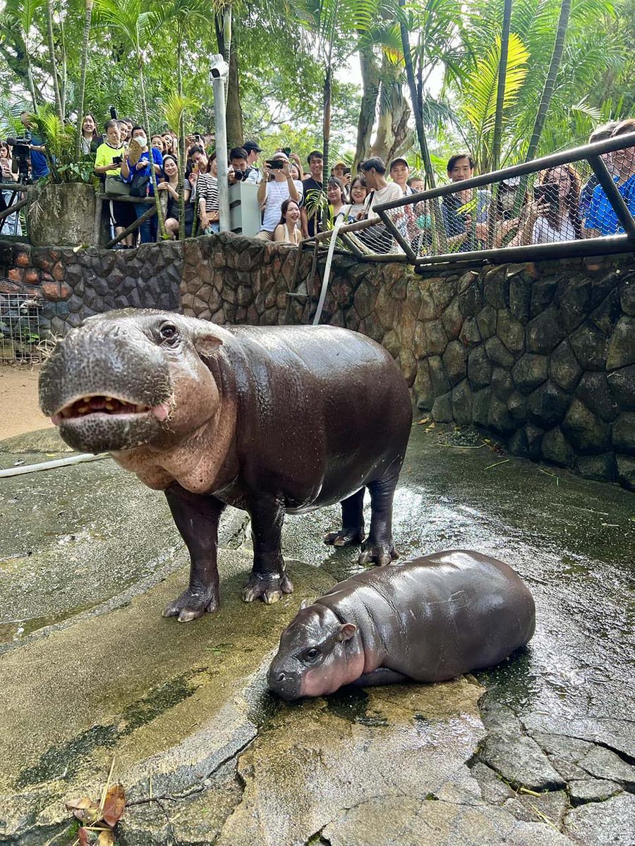 I’ve never been to this zoo and don’t know exactly how animals are treated. But people are pointing out some basic truths that should not be glossed over:

1. Moo Deng’s home is very small.
2. She has little respite from humans.
3. She has little natural substrate or vegetation.