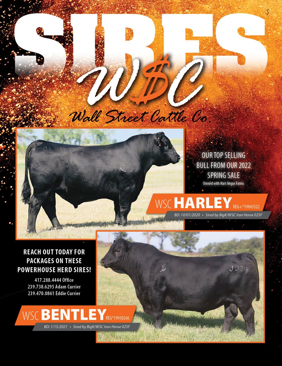 StockmanMag's tweet image. Bull Feature - Wall Street Cattle Company 
WSC HARLEY
ck6source.com/semen-sales/bu…
WSC BENTLEY
angus.org/Animal/EpdPedD…...
#thestockman #morethanahobby