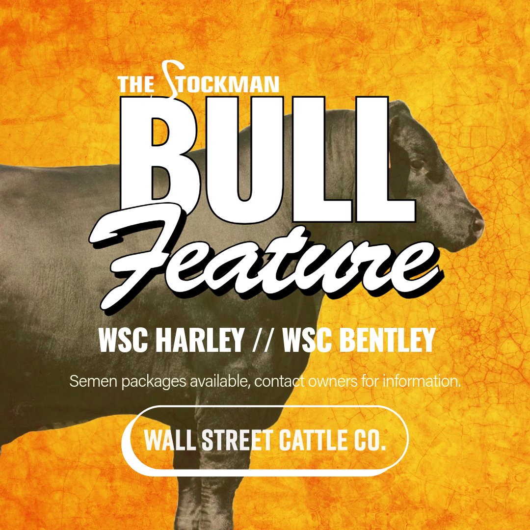 StockmanMag's tweet image. Bull Feature - Wall Street Cattle Company 
WSC HARLEY
ck6source.com/semen-sales/bu…
WSC BENTLEY
angus.org/Animal/EpdPedD…...
#thestockman #morethanahobby