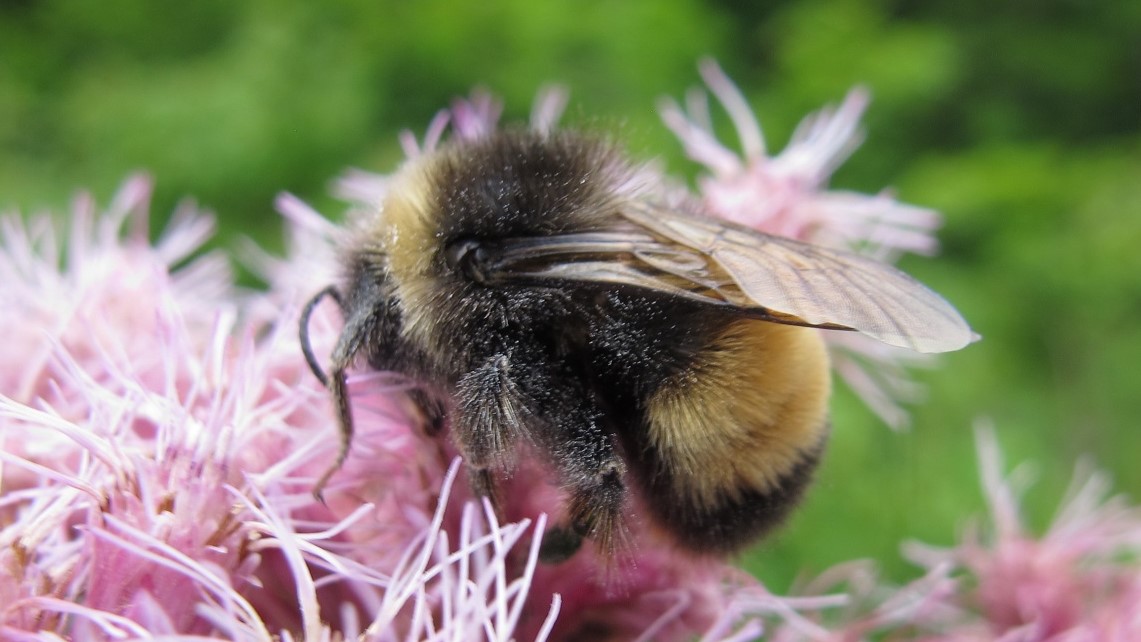 You've heard about bees' role in feeding the world. But if you also enjoy delicious coffee, thank a bee.

New research from @AristiNati, <a href="/TaylorHRicketts/">Taylor Ricketts</a> &amp; colleagues shows bee pollination improves coffee's flavor.

Read more from <a href="/CATIEOficial/">CATIE</a>: go.uvm.edu/68pby