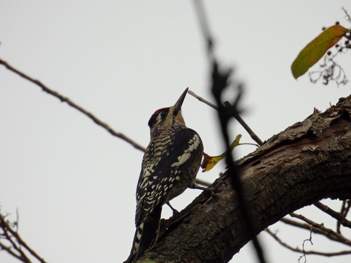 Our first Yellow Bellied Sap Sucker for the year #WoodpeckerWednesday #BirdsSeenIn2024