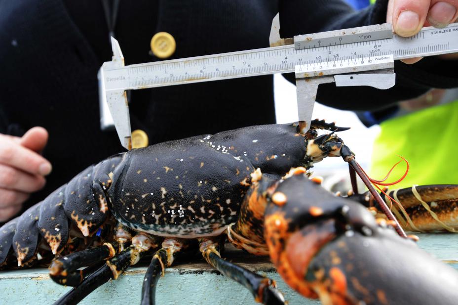 VIL HA FLERE FREDNINGSOMRÅDER FOR HUMMER: Mens hummerbestanden på Utsira stuper, viser forskning at fredningsområder kan være redningen. Utsiras yrkesfiskere og kommunen foreslår tre nye fredningsområder for Fiskeridirektoratet. LES MER: dlvr.it/TDwHjj (RADIO HAUGALAND)