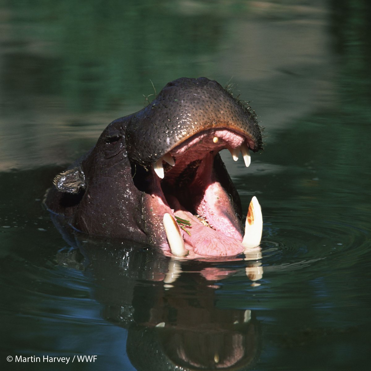 World Wildlife Fund tweet media