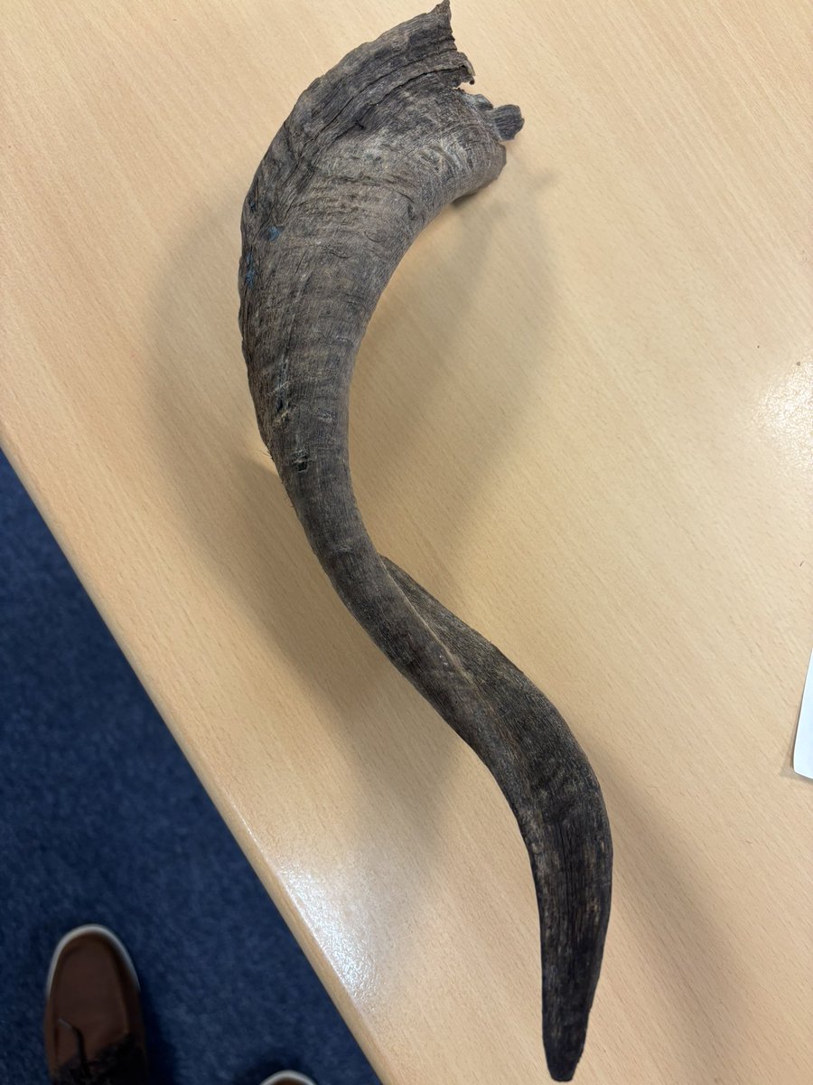 Impromptu lesson today on animal horn and antler formation, lifecycle and uses following a fantastic discovery from 3LAD!