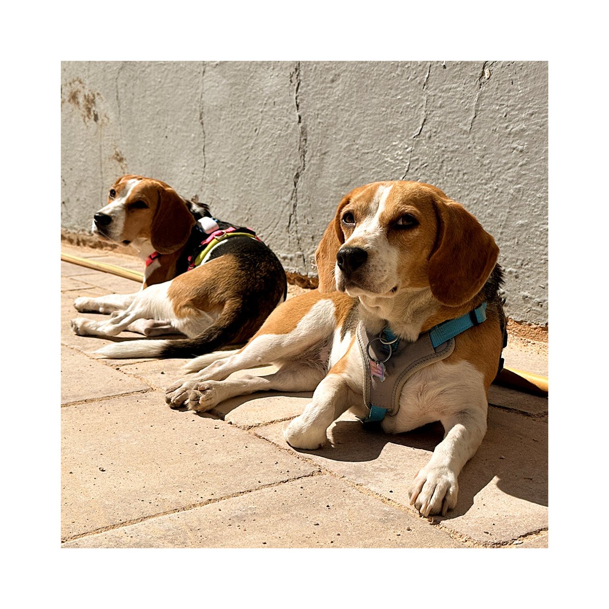 fedeariasp's tweet photo. ❤️🐶 Indi & Oli hacen guardia a la puerta de “Los Pinillos” ¡A ver qué pasa! 🤣❤️
#perro #perrofeliz #perros #beagle #beagle_journal #beaglehound #beagleproblems #beaglepuppy #beaglelove #fedearias #dog #doglover #dogsofinstagram #felizmartes #felizmartes😘 https://t.co/LUfc1zIIcd