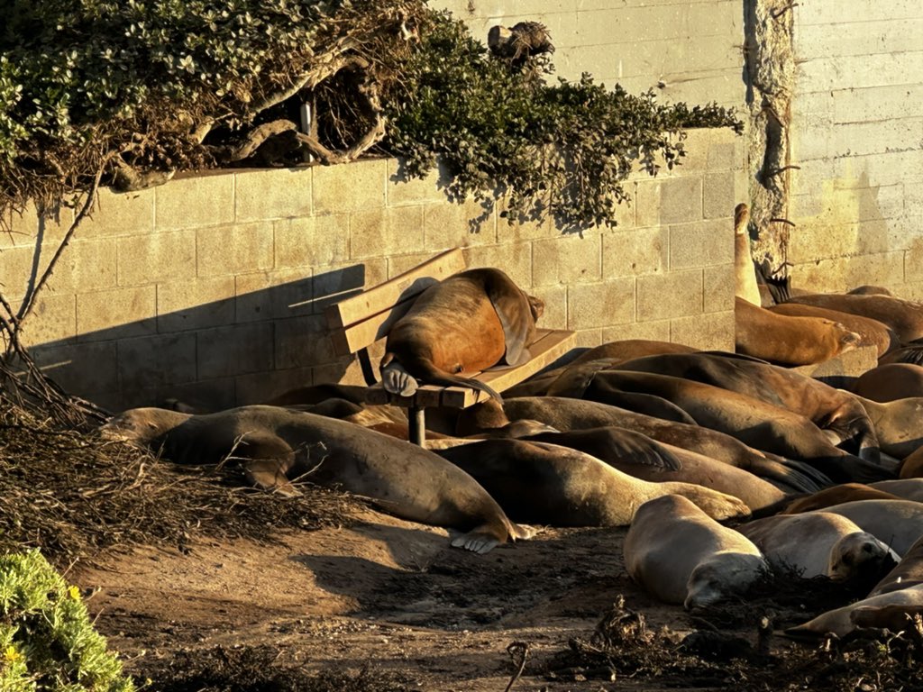 KateWhis Photography (@katewhis) on Twitter photo Well I don’t know what <a href="/padstowharbour/">Padstow Harbour</a> and <a href="/PadstowSeaLife/">Sealife Boat Trips</a> would think of seals taking over the quay benches to catch the morning sun 😂 Well I don’t know what <a href="/padstowharbour/">Padstow Harbour</a> and <a href="/PadstowSeaLife/">Sealife Boat Trips</a> would think of seals taking over the quay benches to catch the morning sun 😂
