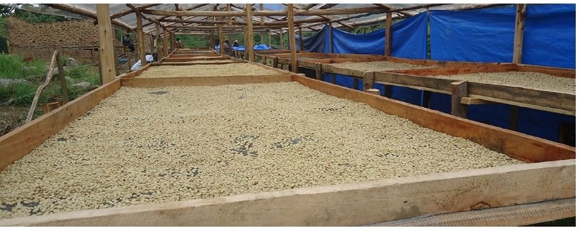The International Coffee Day 2024 Message from NATIONAL ALLIANCE OF AGRICULTURAL CO-OPERATIVES IN UGANDA  (NAAC).
<a href="/IITA_CGIAR/">IITA</a> 
@FeedtheFuture_ERAAL
<a href="/NaCORIUganda/">National Coffee Research Institute Uganda (NaCORI)</a> 
<a href="/narouganda/">NARO Uganda</a> 
<a href="/ICOCoffeeOrg/">International Coffee Organization (ICO)</a> 
<a href="/mtelgoncofee/">Mtelgoncoffee - MEACCE</a>