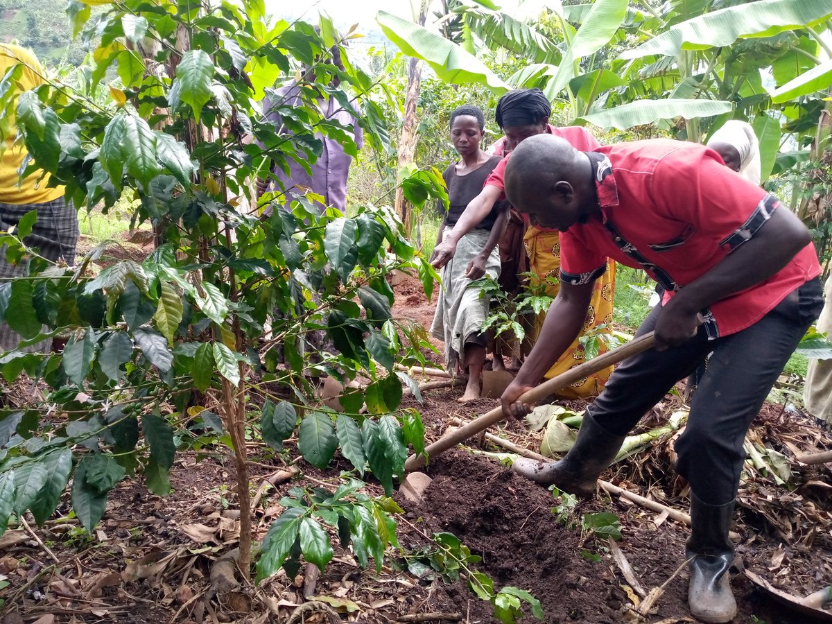 NAAC (National Alliance of Agric Co-ops in Uganda) tweet media