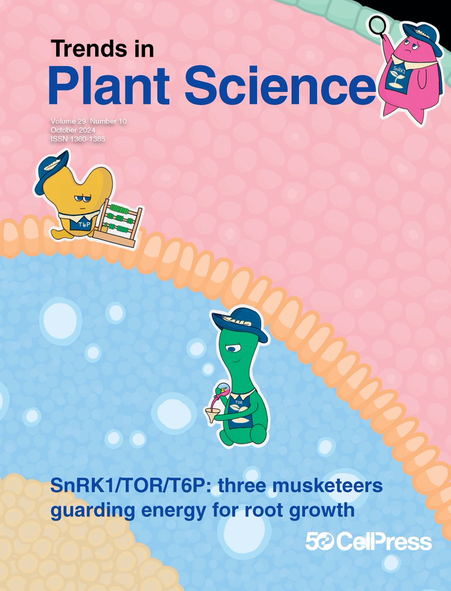 October Issue. Read FREE: Three musketeers guarding energy for root growth (see cover);Revolutionizing academic hiring;The imprint of microbe-induced plant resistance in plant-associated insects;Large language models in plant biology &amp; much more cell.com/trends/plant-s…