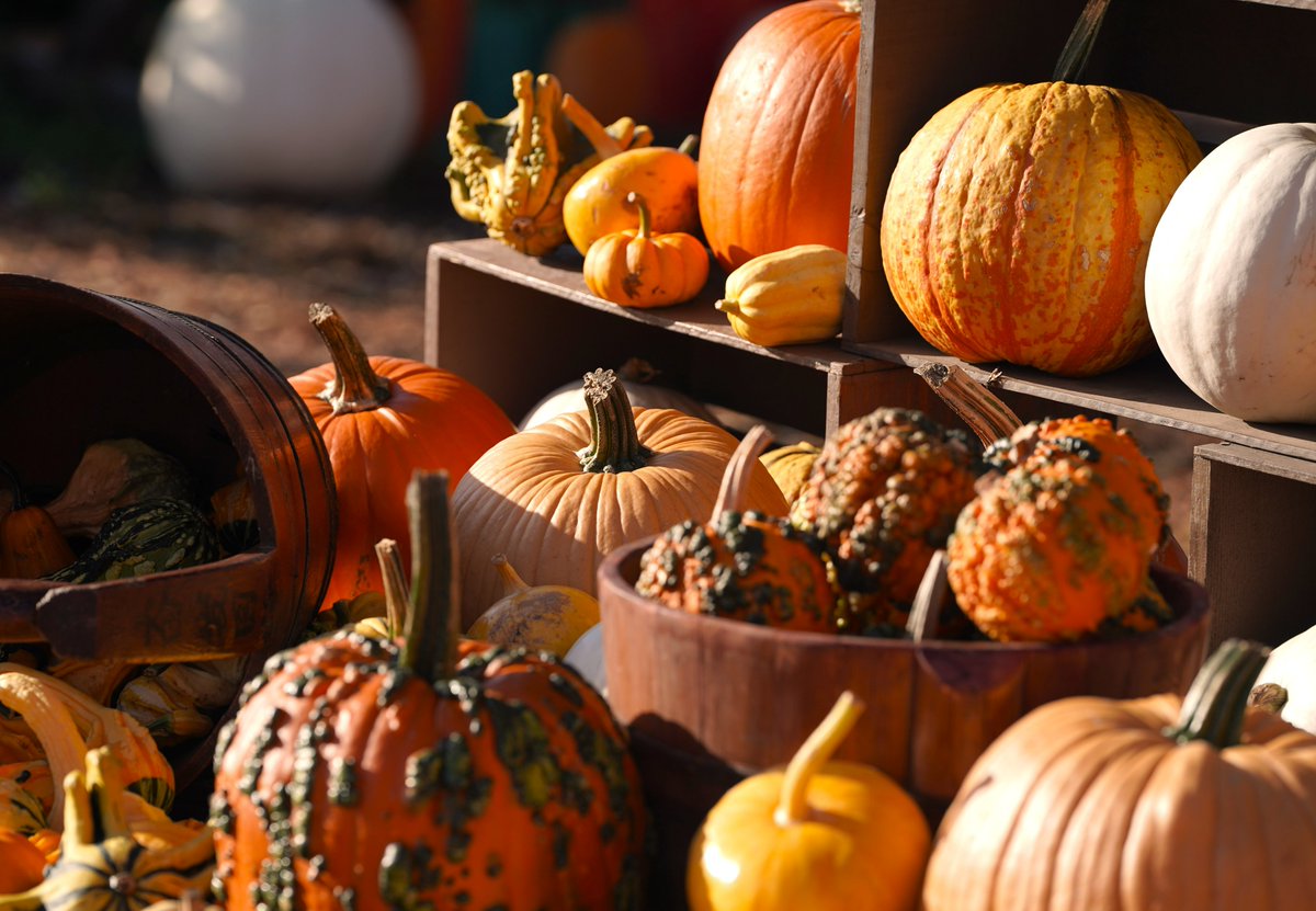 webbish6's tweet photo. Blog post: "A New Poem, "Crows Splinter the Rain, in MAR, A Rough Week, How to Cheer Yourself Up and More Pumpkin Farms:" https://t.co/izTQhbLmHA #pumpkinfarms #MAR #roughweeks https://t.co/ZpfPy1XDw6