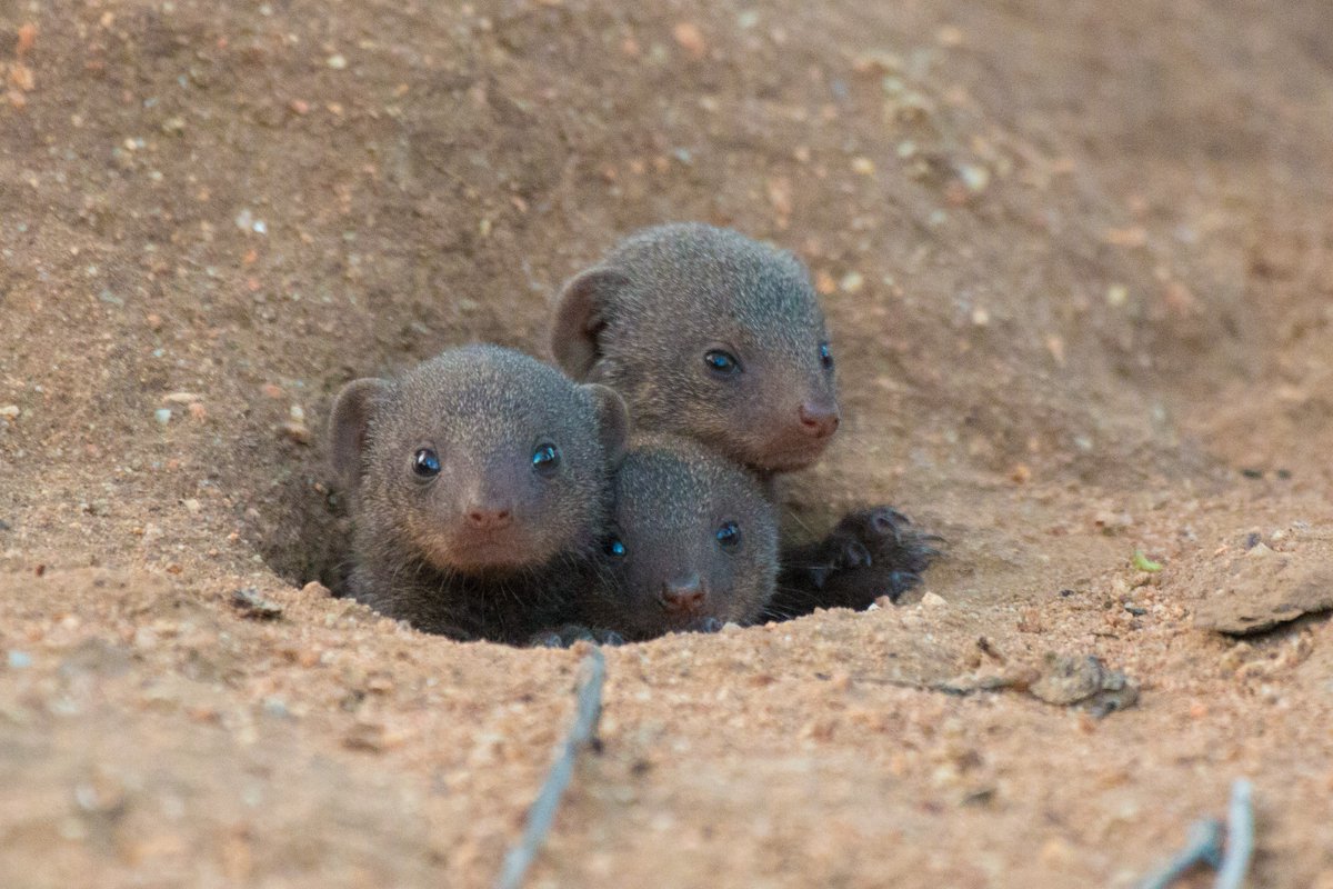 Dwarf Mongoose (@dwarf_mongoose) on Twitter photo 🚨NEW paper🚨 out today <a href="/RSocPublishing/">Royal Society Publishing</a> about #lifehistory & #genetic relationships in dwarf #mongooses
Led by <a href="/JoshJArbon/">Josh Arbon</a> (find him at #ISBE2024 if interested)
With <a href="/AmyMorrisDrake/">Amy Morris-Drake</a>, <a href="/Julie_M_Kern/">Julie Kern</a>, Gabrielle Howell, Jeanette Wentzel, <a href="/HazelJNichols/">Hazel Nichols</a>
doi.org/10.1098/rsos.2… 🚨NEW paper🚨 out today <a href="/RSocPublishing/">Royal Society Publishing</a> about #lifehistory & #genetic relationships in dwarf #mongooses
Led by <a href="/JoshJArbon/">Josh Arbon</a> (find him at #ISBE2024 if interested)
With <a href="/AmyMorrisDrake/">Amy Morris-Drake</a>, <a href="/Julie_M_Kern/">Julie Kern</a>, Gabrielle Howell, Jeanette Wentzel, <a href="/HazelJNichols/">Hazel Nichols</a>
doi.org/10.1098/rsos.2…