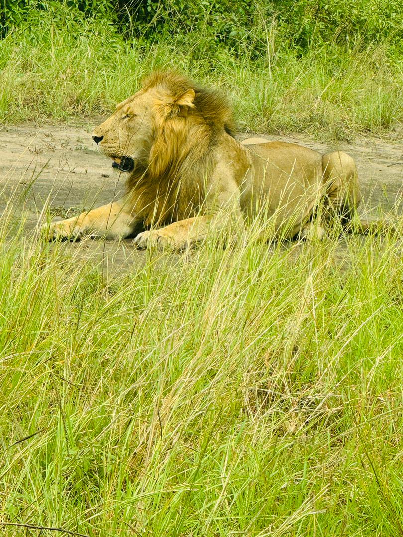 Get your safari boots whether dressed in a hijab, Kanzu, casual outfit or suit  and prepare for the 2  day open park day this October 17-18 2024.
you never know you may see a lion like the one we say on our journey.
#siirutours
#hajjandumrahwithsiiru
#octumrah
#ExploreUganda