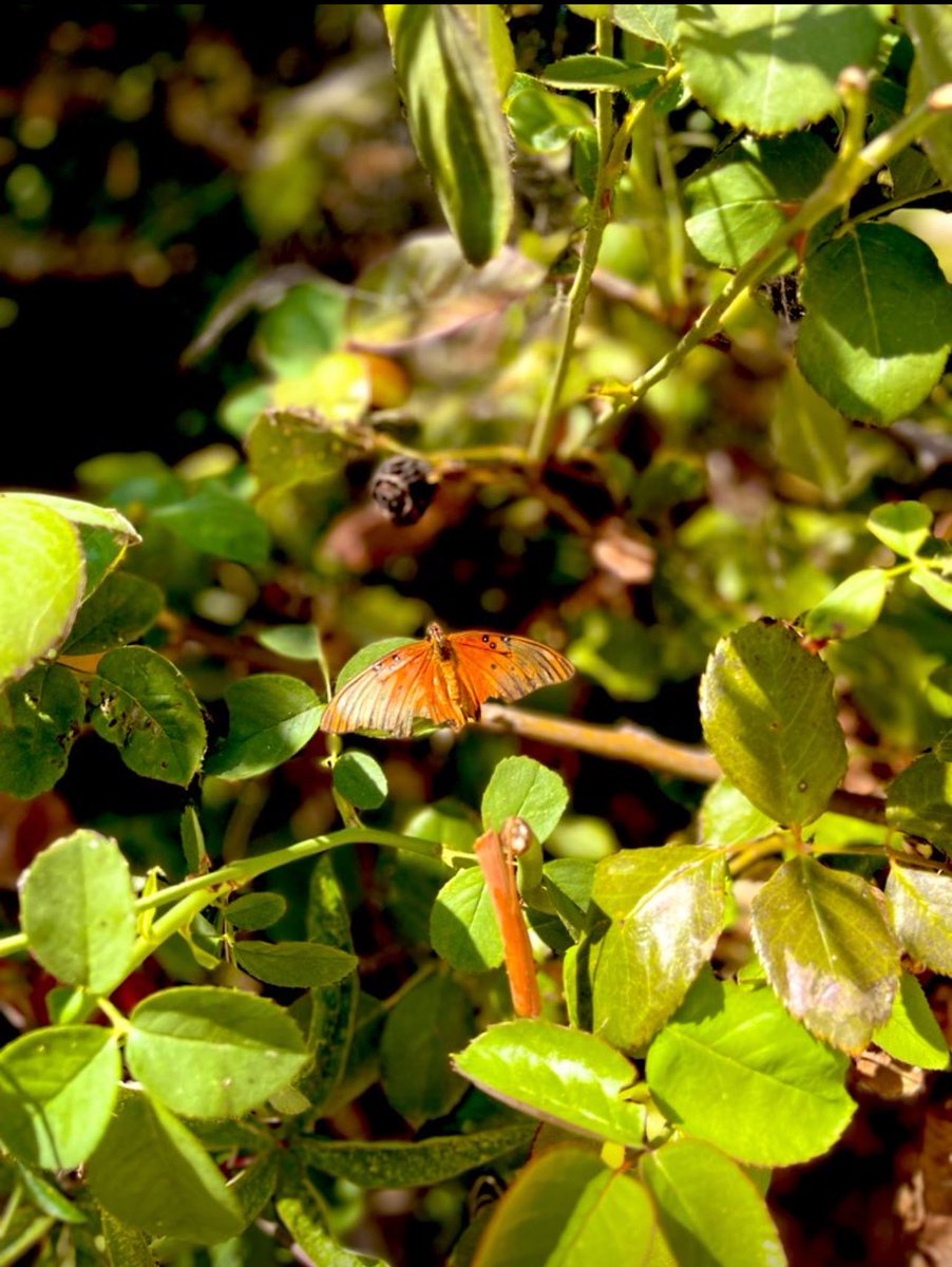 Caffeinated 💯 Caregiver🖤☕️🖤 tweet media