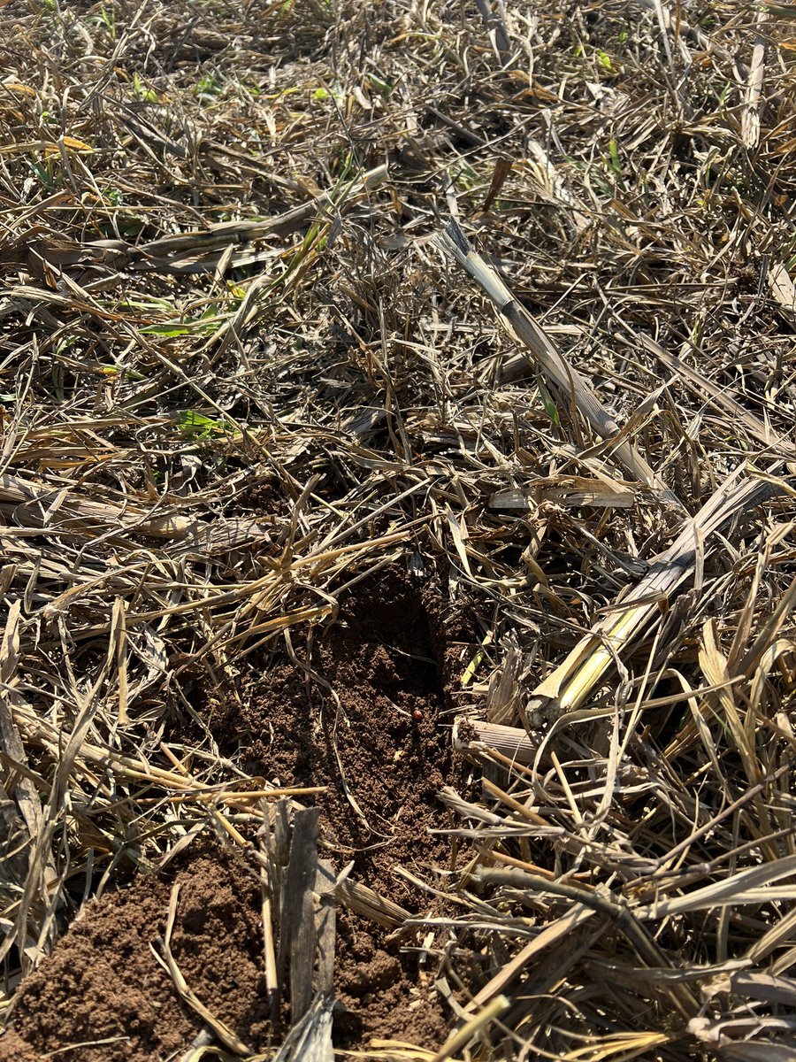 Soybeans after Cover Crop system. Urochloa ruziziensis. Rondonia State.