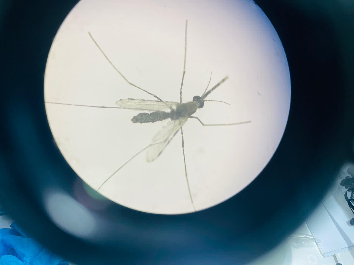 YusufOyow's tweet photo. The emergence of #Anopheles_stephensi in central #Mogadishu, particularly in the #Shangani area, represents a significant threat to #malaria transmission across all zones of #Mogadishu. As a highly efficient #Malariavector.
@WHOSom @unicefsomalia @endmalaria @NmcpSomalia https://t.co/GMEeKcS3pF