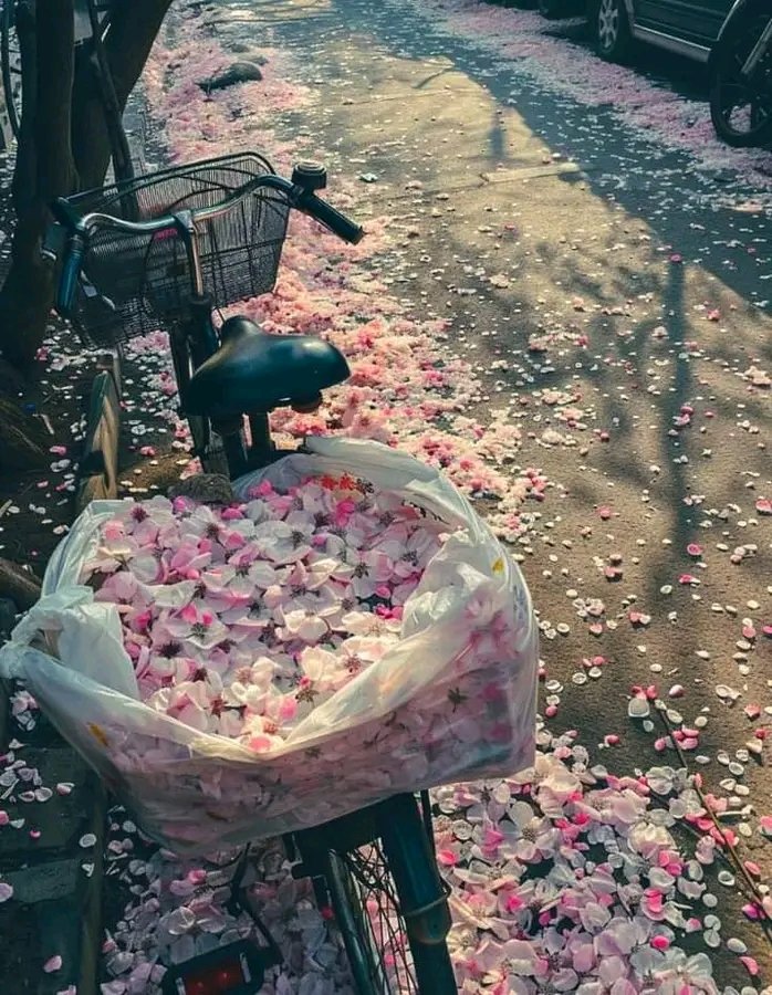 সব ভুলগুলো ফুল হয়ে যাক! ♥️

©️