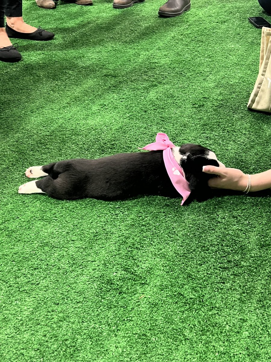 SylviaChoo5's tweet image. Had a lovely time in DC at the @ASTRO_org  conference this year! Stoked I could spend time with old and new friends, learn about exciting breakthroughs in the field of #radonc, and pet puppies (please bring them again 😭)