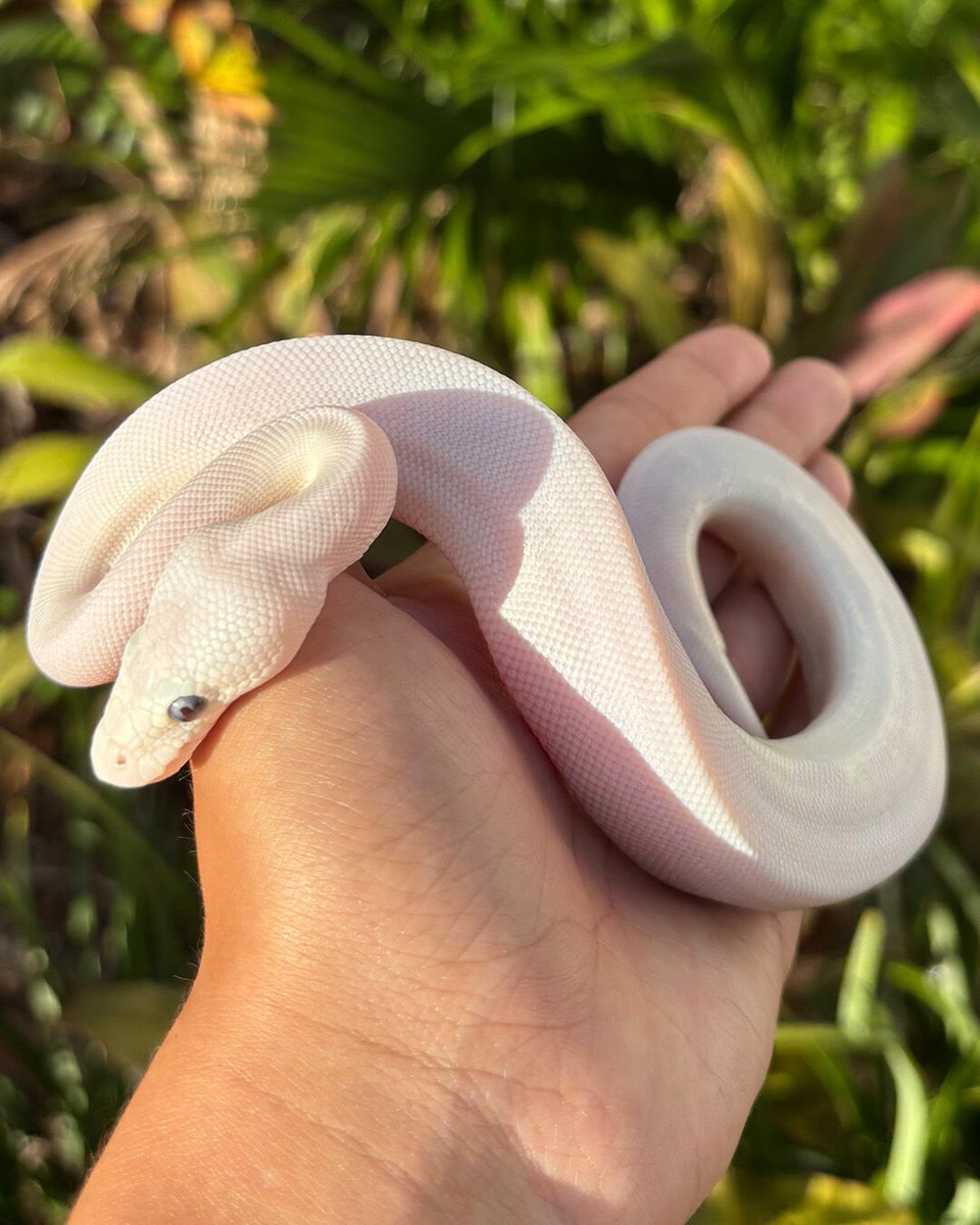 XYZReptiles's tweet image. 2024 Baby Blue Eyed Lucy Ball Pythons In Stock bit.ly/3BpWWZA Buy Now Pay Later! #XYZReptiles #BallPython #BabyBallPython #BallPythonMorph #PythonRegius #RoyalPython #Snake #SnakeLife #Pets #Reptiles #ReptileLover #BlueEyedLucy #BlueEyedLeucistic #BlueEyedLucyBallPython
