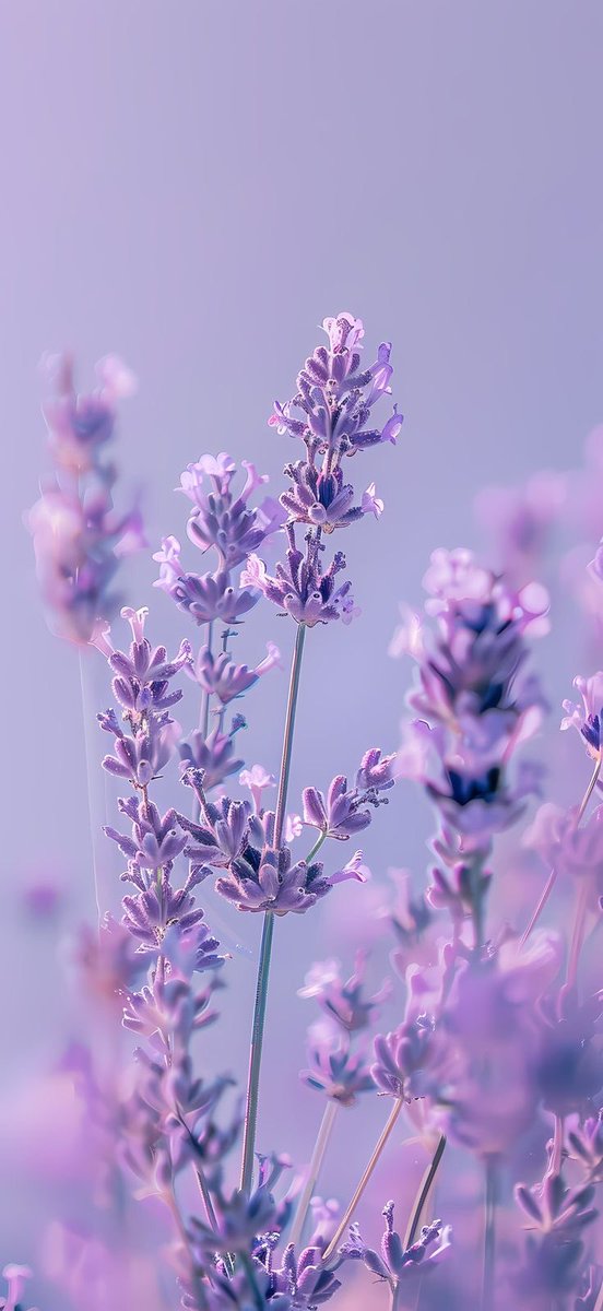 lavender wallpaper.